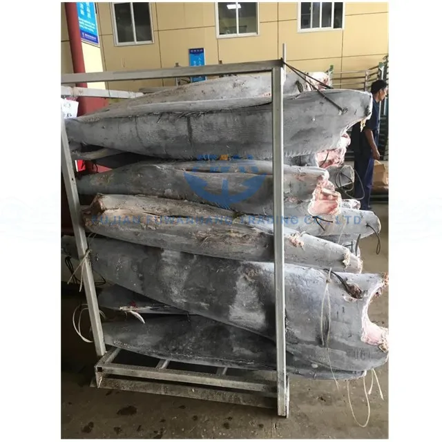 
frozen makaira mazara blue marlin fish in deeper tropical water 