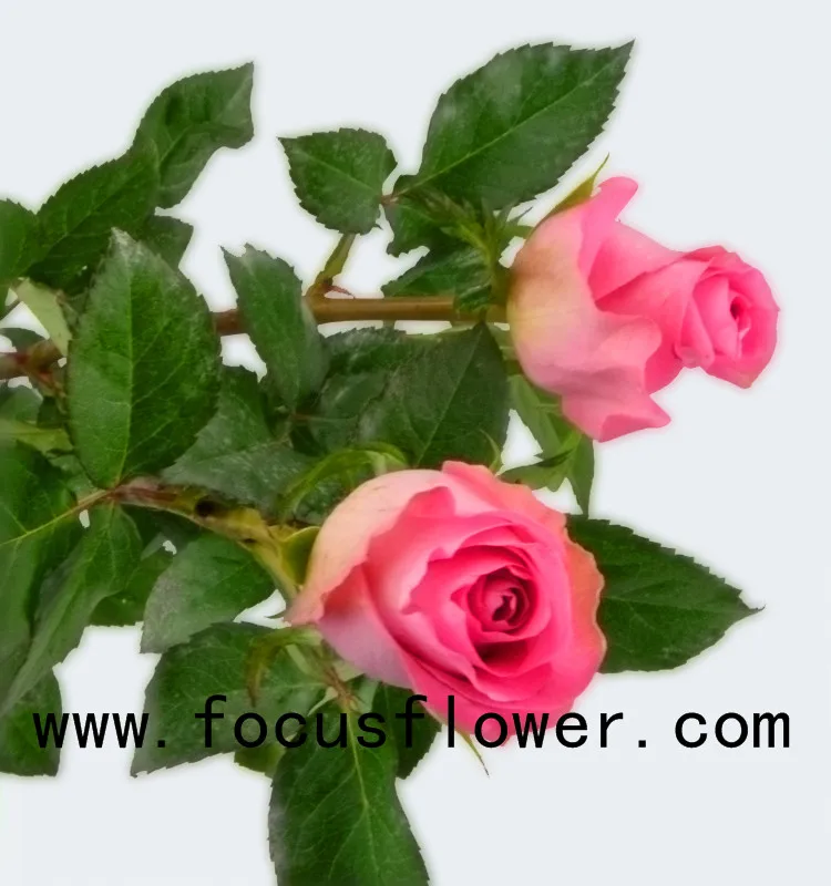 World class rose flower scenery ecuadorian roses wake up with 20stems/bundle from kunming