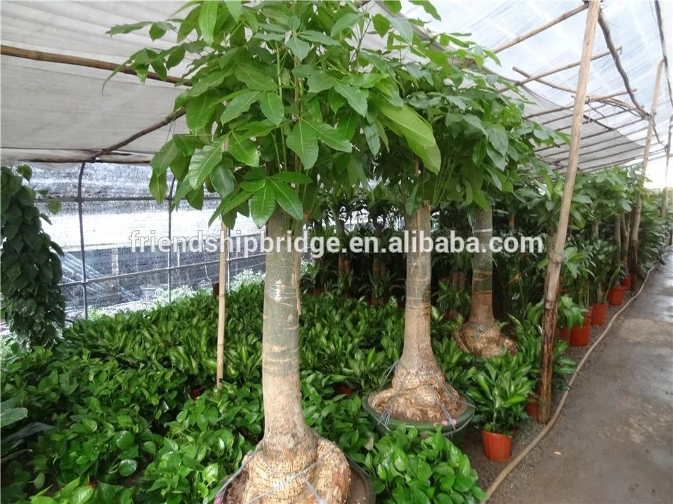 Pachira Aquatica, Live Money Tree Indoor Plant