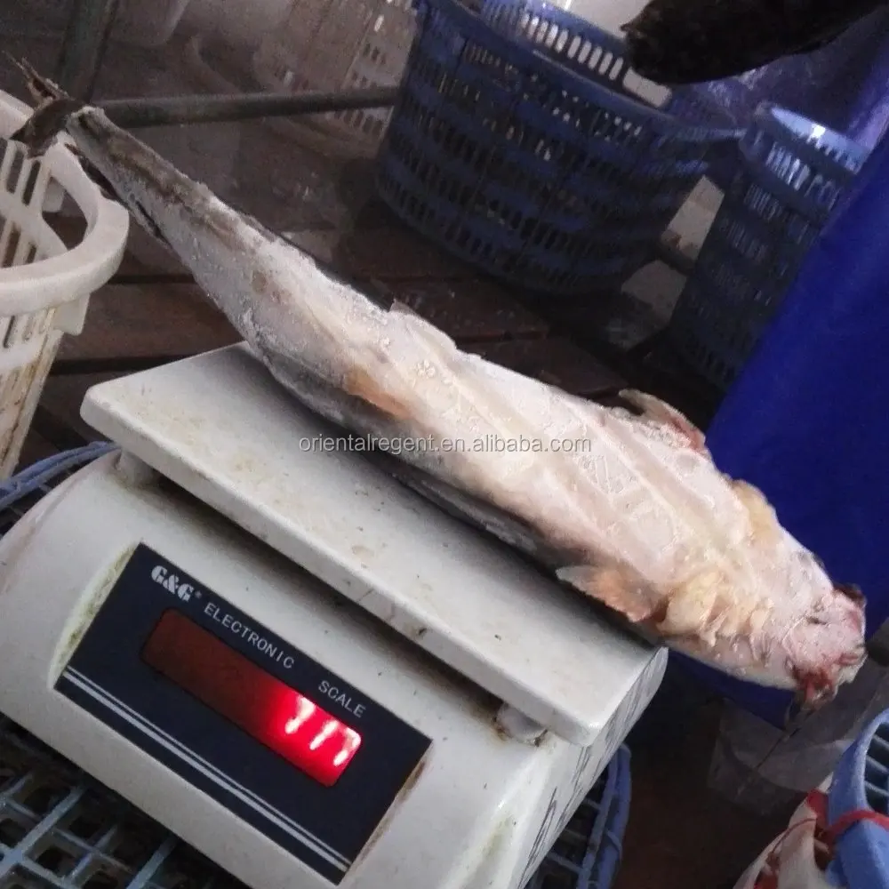 
new product--Frozen Catfish Whole Round 