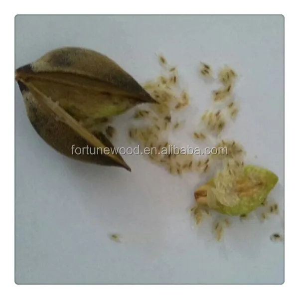 Fast Growing paulownia elongata and tomentosa Tree Seeds