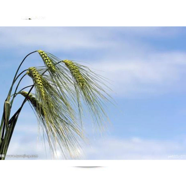 Машина для производства картофельных чипсов Tortilla