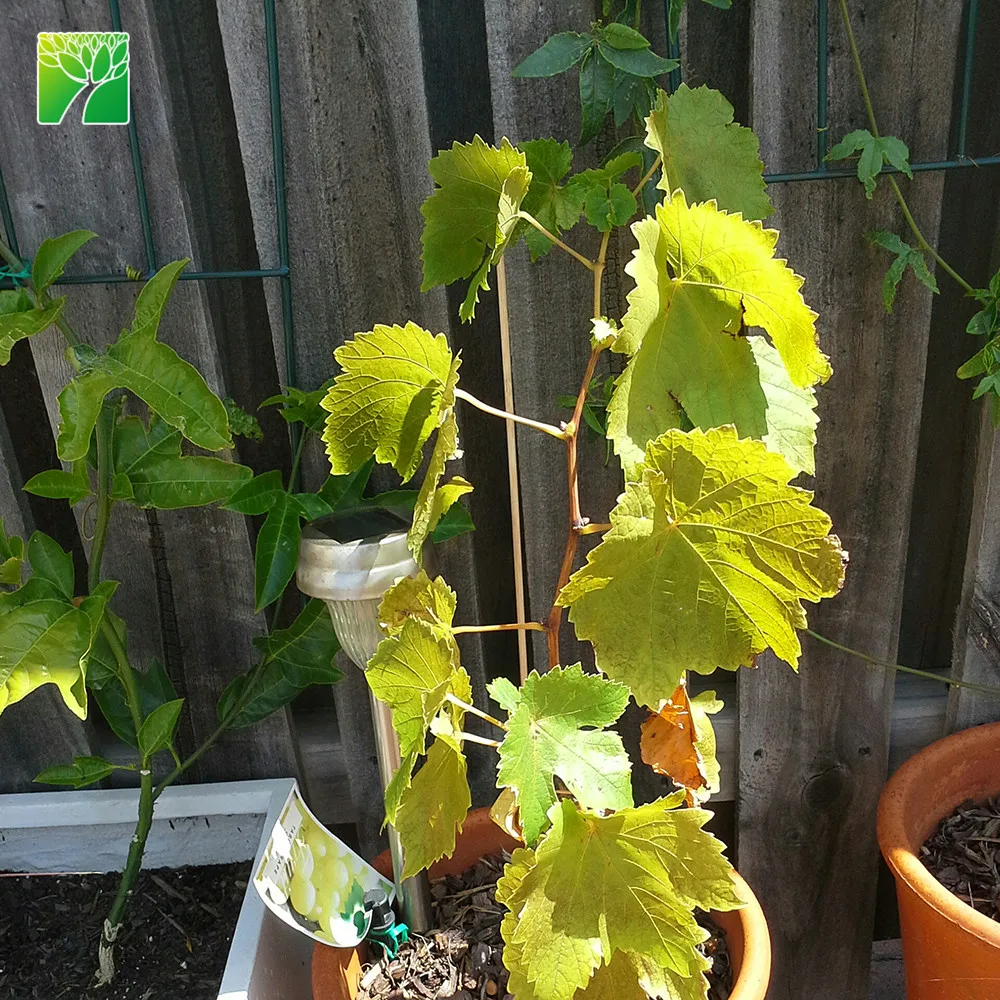 Умеренные требования к воде, фрукты для рассады, султана витис винифера