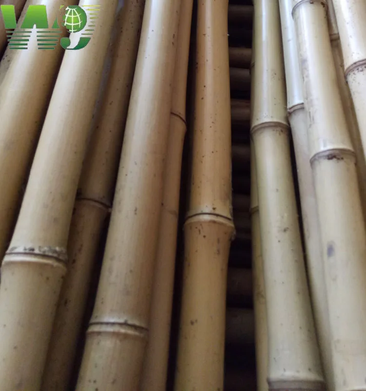 
Natural yellow color bamboo poles for import <span style=