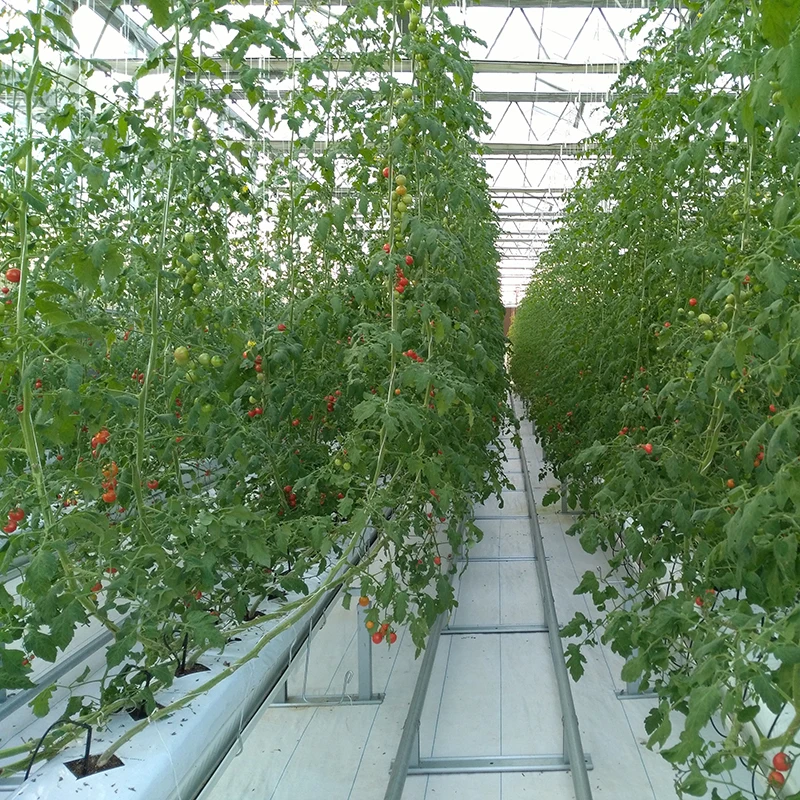 
Ultraviolet-Proof Plastic Film Agricultural Greenhouse For Tomato Production 