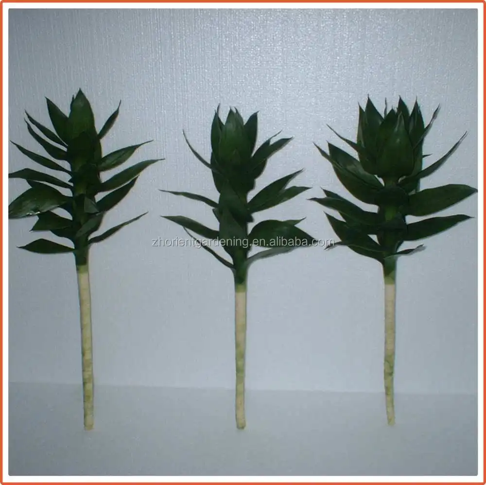 40 см Лотос счастливый бамбук Крытый драцена сандриана водные растения садовое украшение