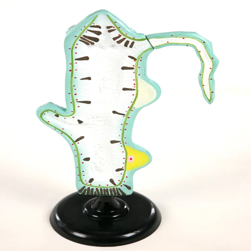 
Biology Education Equipment Anatomical Hydra Structure Model 
