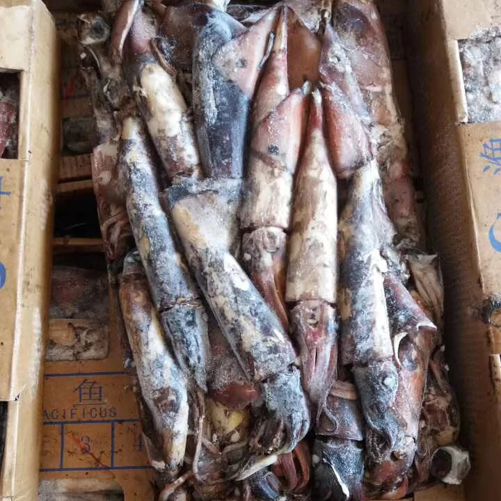 Замороженные индийские кальмары все круглые для продажи черные