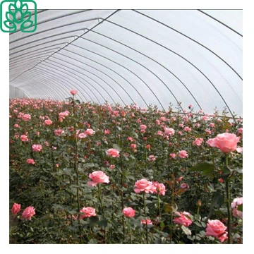 Aquaponics Growing Systems Plastic Film Greenhouse