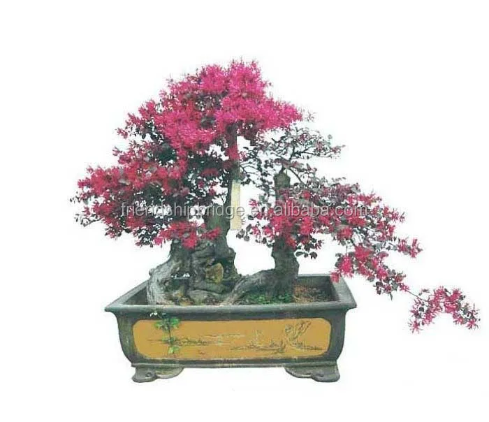 Лоропеталум художественный бонсай