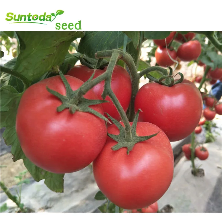 
Suntoday Indeterminate TY high yield turkey heirloom tomato seeds pink 10gr/bag 