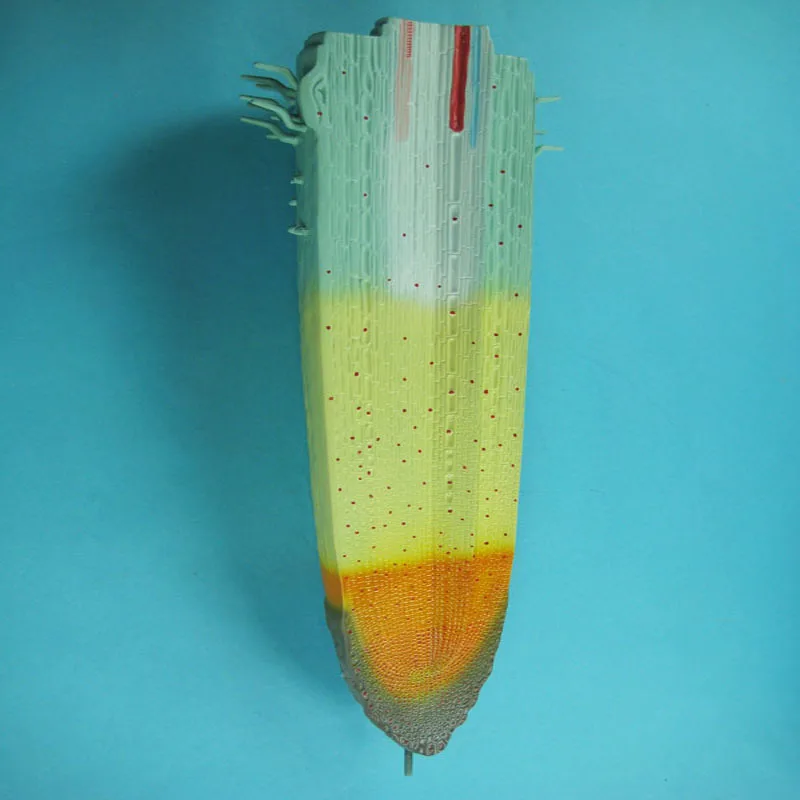 
Biology Teaching Aids Anatomical Root Structure Model 