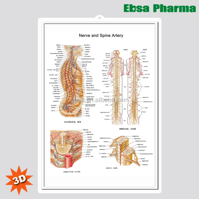 3D Medical Human Anatomy Wall Charts Poster for Nerve and Spine Artery