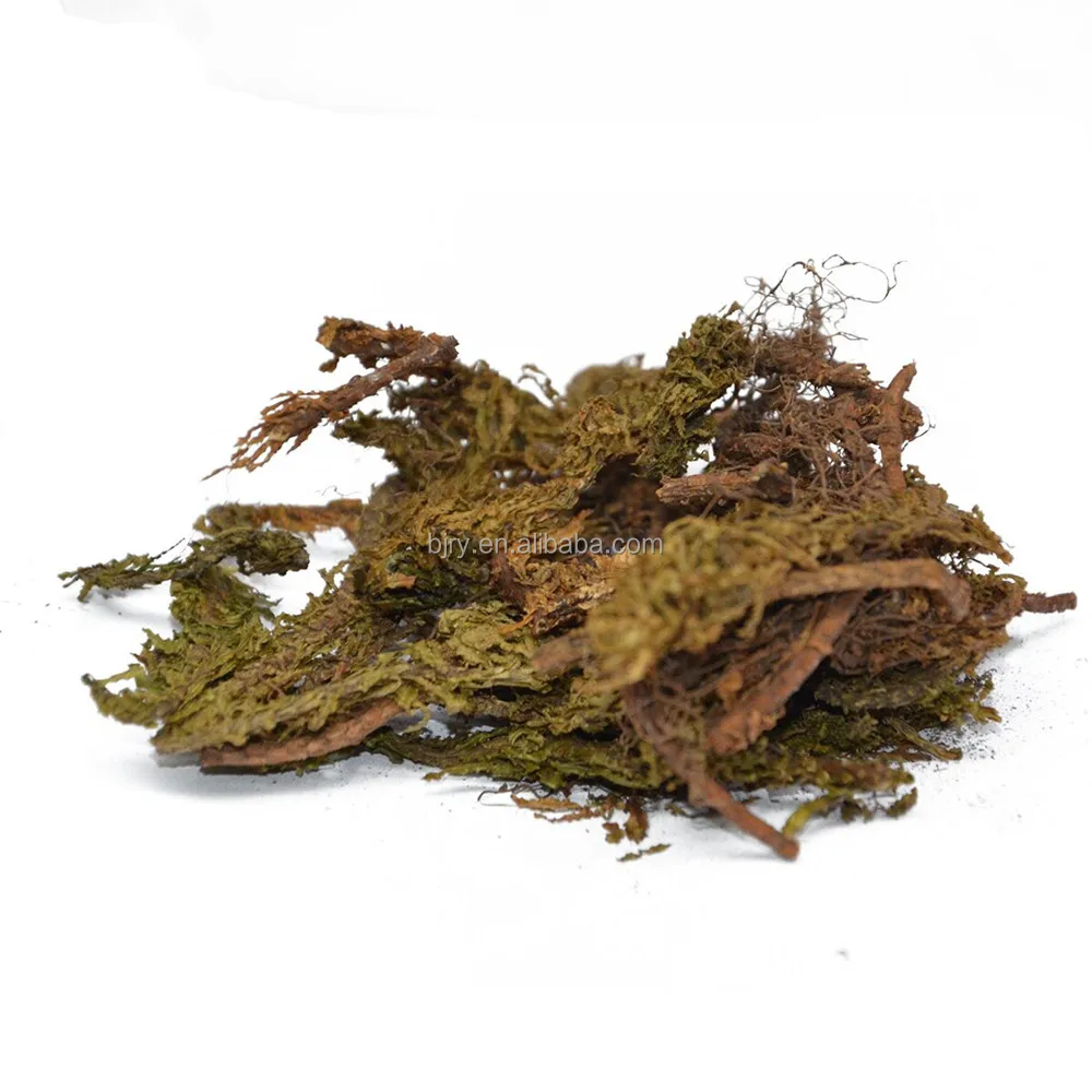 Extract Natrual Huperza Serrata Extract/Lycopodium Spore Powder/huperzine powder/Huperzine-A