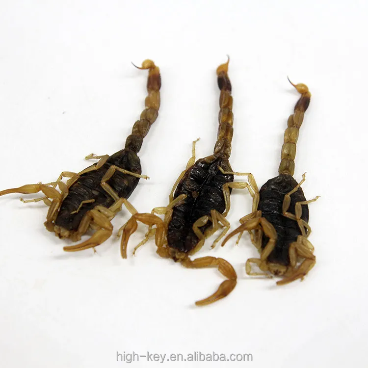 
10016 quan xie Pure Natural Chinese Medicine Herb Scorpion Powder 