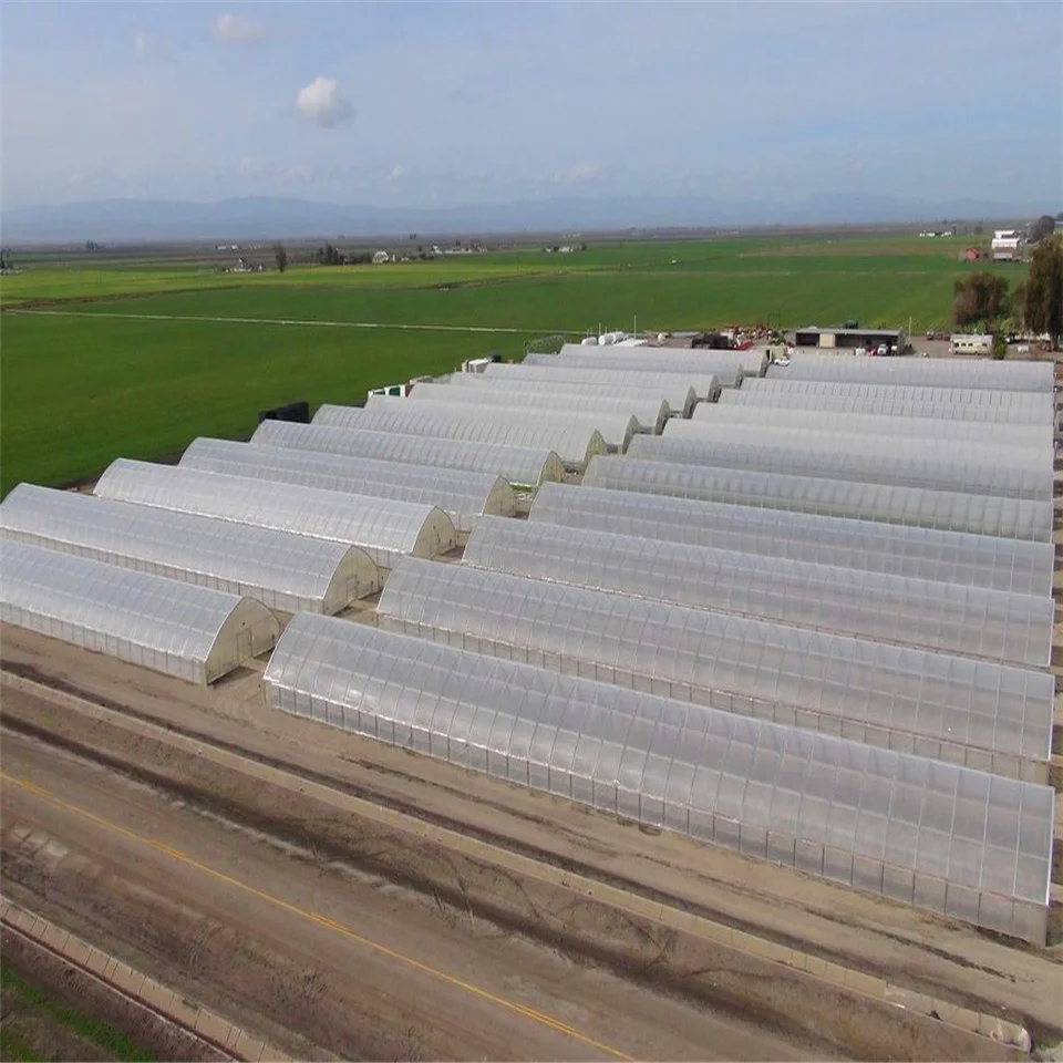 Стандартный DongJu800 медицинские травы/конопля растут коммерческие однопролетные теплицы поликарбонатные листы крышки