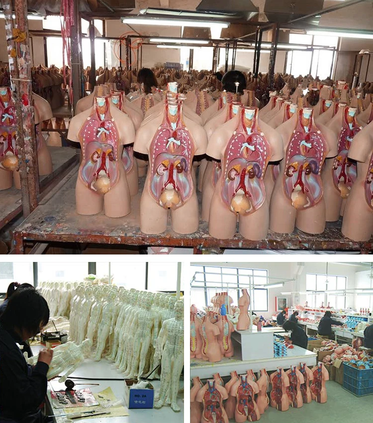 Whole muscles anatomy model human muscles anatomical model medical science education model