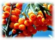 Sea buckthorn Seed