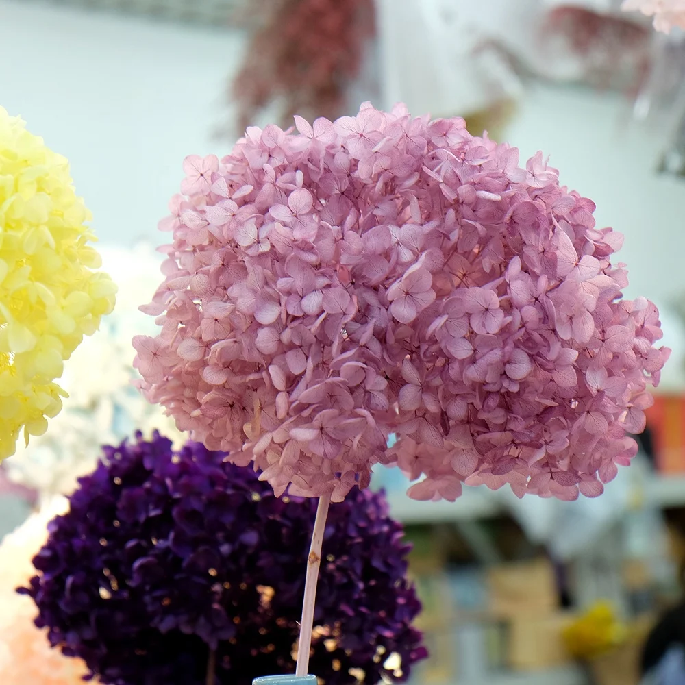 Natural Preserved flowers hydrangea for event centerpieces