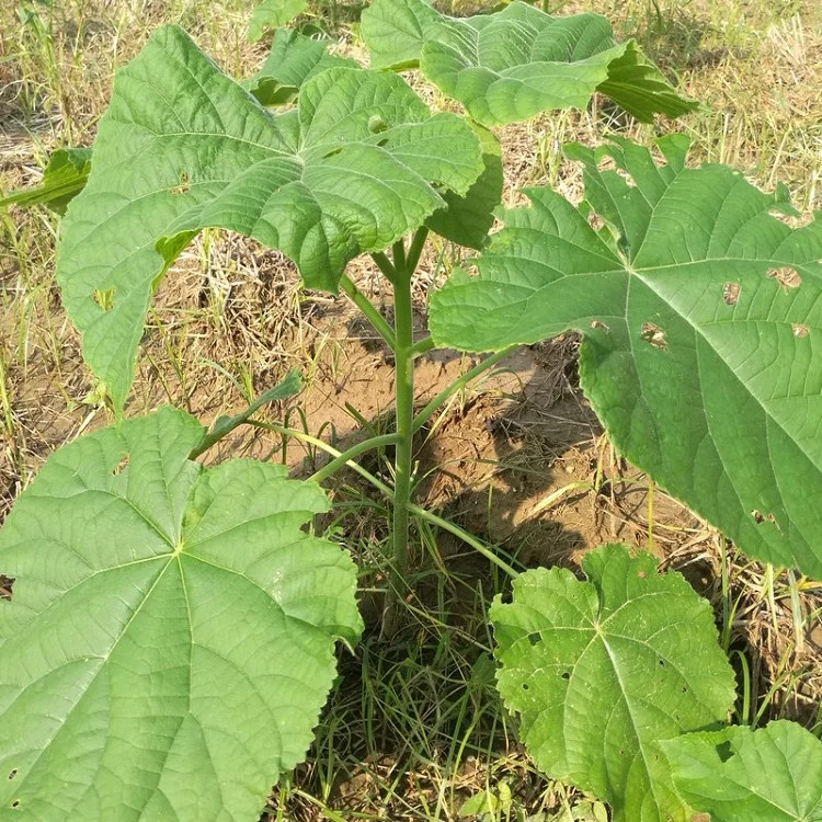 
 Вырубка корней павловнии шантуна для сертификации  