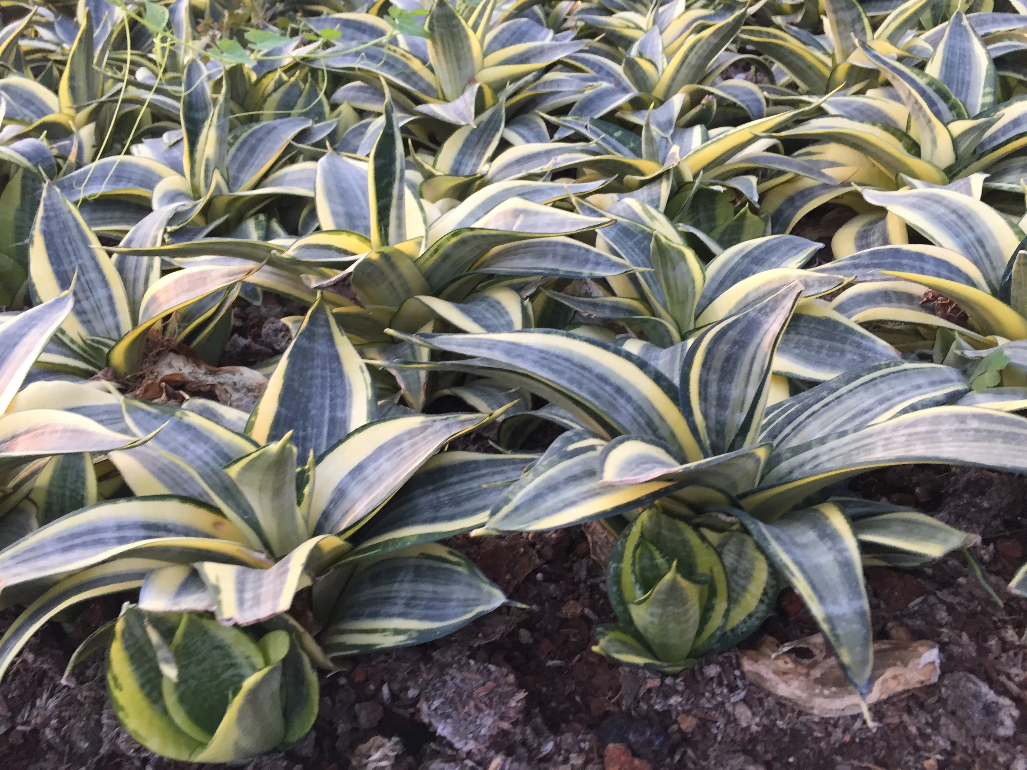 
Sansevieria Hahnii Indoor Decoration for Wholesale 