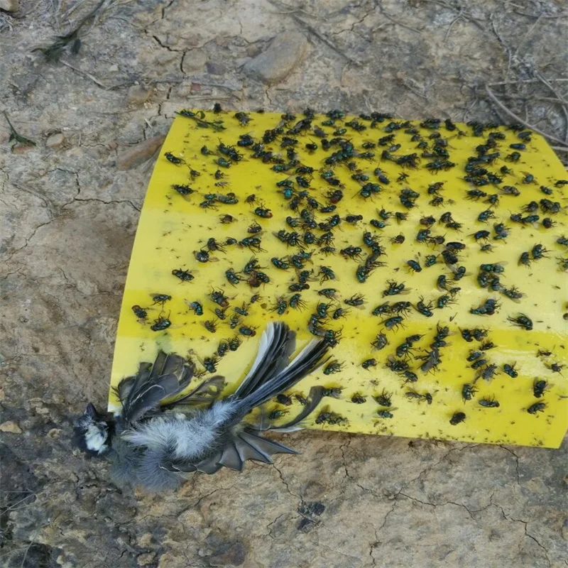 Yellow Sticky Cards Insect Glue Board Paper Strong Attract Sticky Card Pheromone Traps For Pests Control