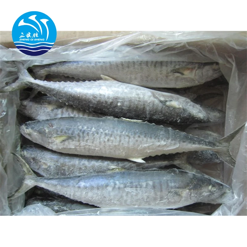 Frozen spanish mackerel fish