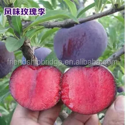 
Prunus salicina Lindl. fruit seedling 