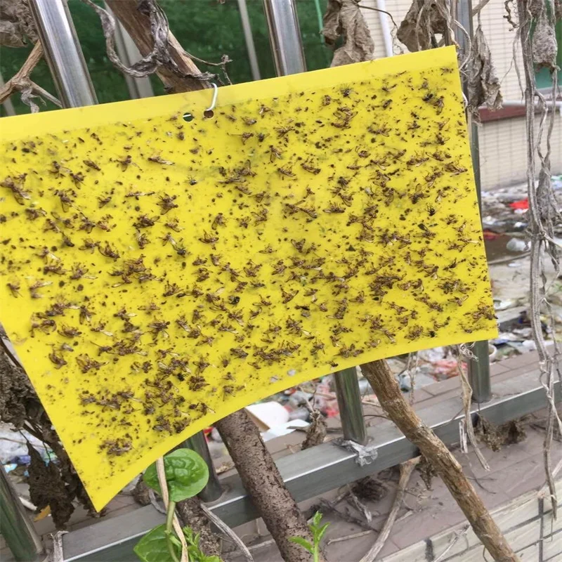 Yellow Sticky Cards Insect Glue Board Paper Strong Attract Sticky Card Pheromone Traps For Pests Control