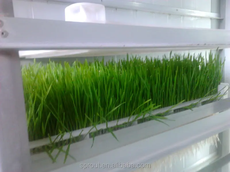 
Pea/Bean /Wheat/Barley Making Machine 