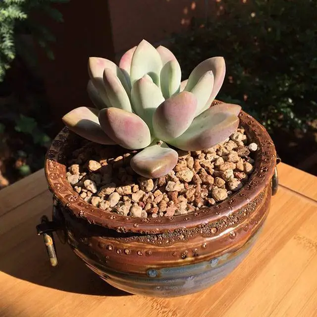 Wholesale Graptoveria Opalina succulent bonsai