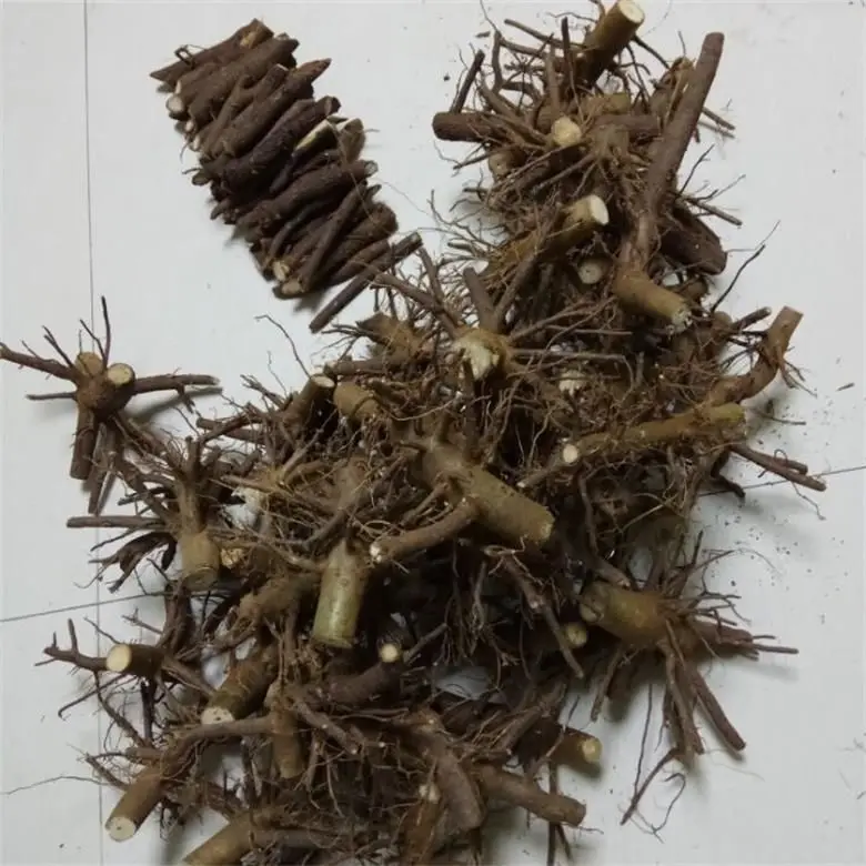 
2018 new fresh cold resistant hybrid 9501 paulownia root for planting 