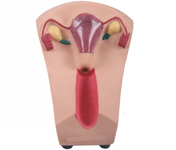 Female intrauterine contraception and training model