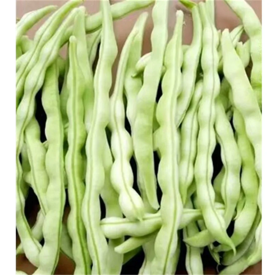 
vegetable seeds kidney beans seeds 