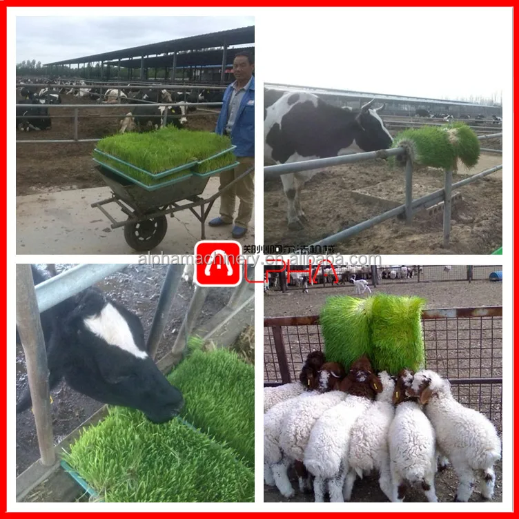 Hydroponic Automatic Barley fodder machine system / cattle green fodder growing machine / mung bean sprouts making machine