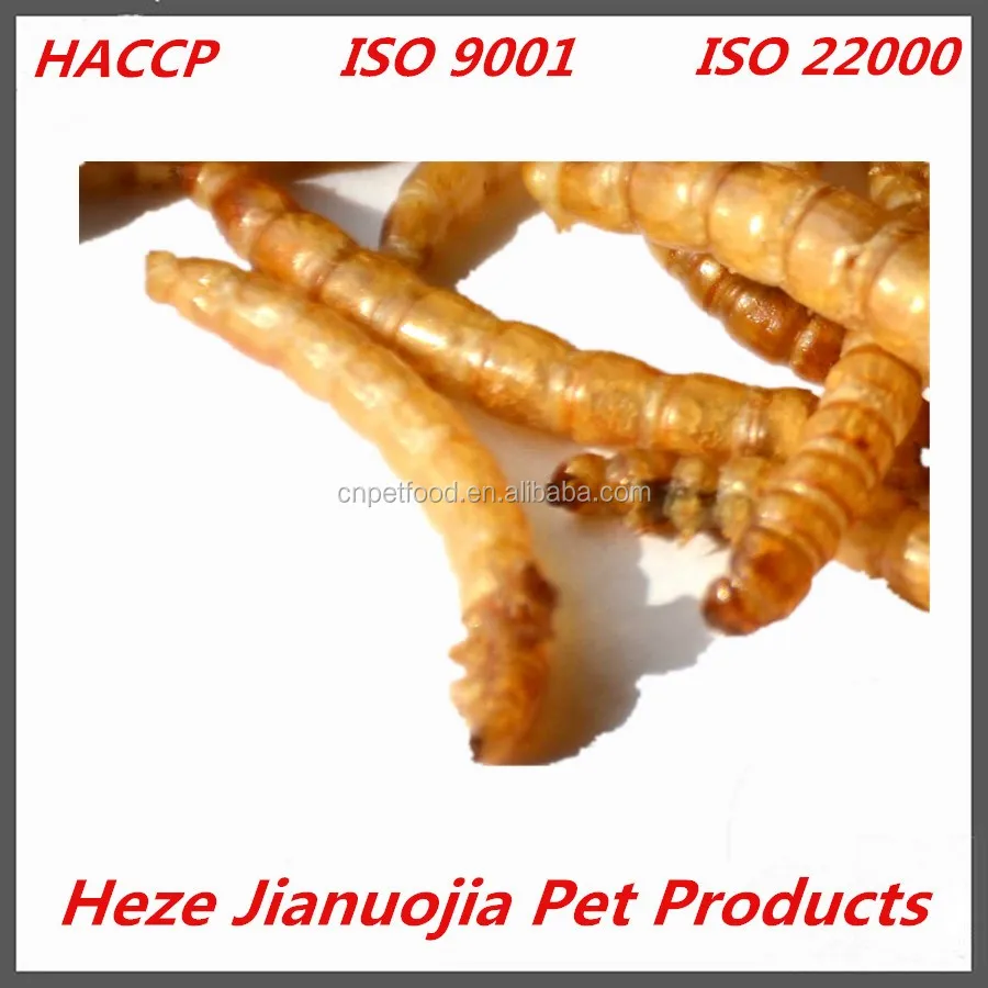 Tenebrio Molitors Mealworms Wholesale Edible Dried Insects