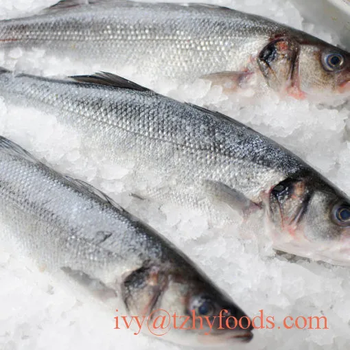 
frozen fish grey mullet getted/WR (mugil cephalus) for sale 