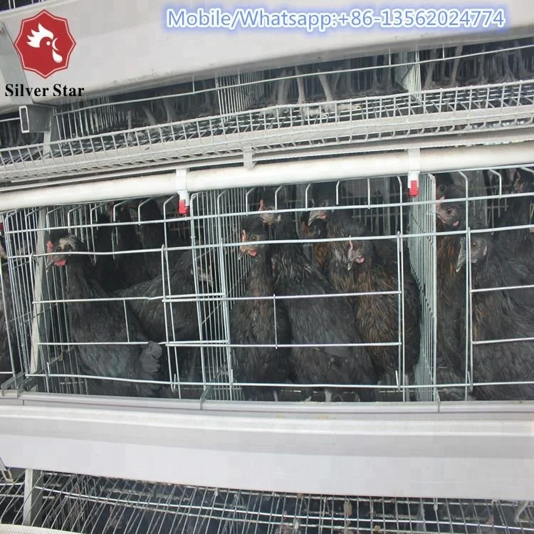 Battery layer chicken cage design automatic manure cleaning system