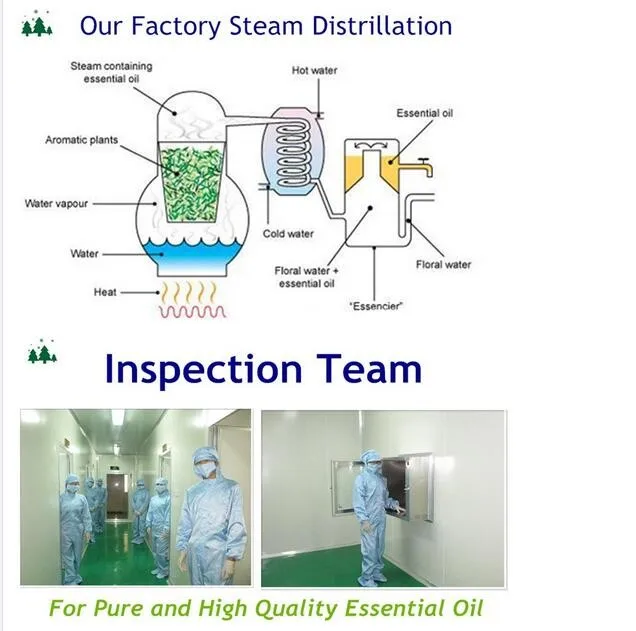 High Quality Drum Castor Oil for Wholesale Export