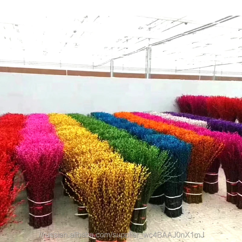 Приятный свежий срезанные цветы вербы Salix на Рождество и новый год сухой цветок