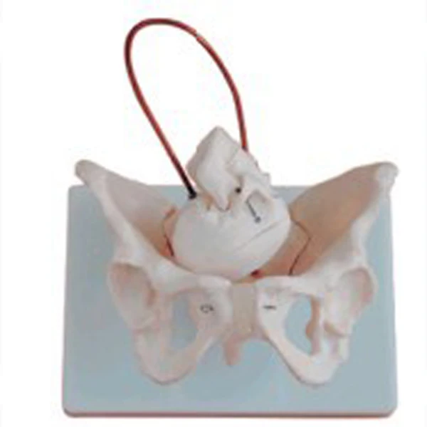 Женская анатомическая модель таза с костями Midwifery черепом плода A1038