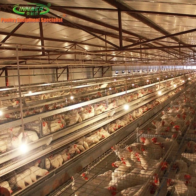 Automatic chicken cage for chicken farm