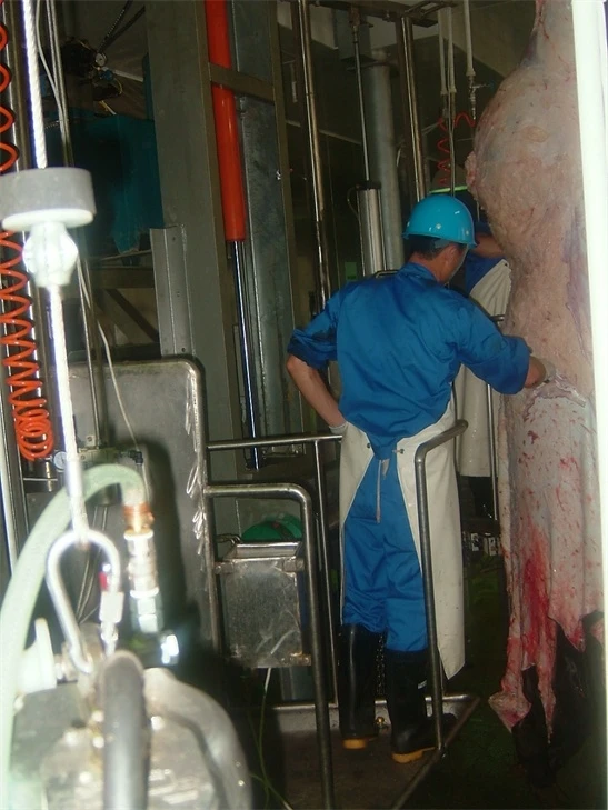 
10-30 Per day Cattle Butcher Line for Meat Beef Production Processing 