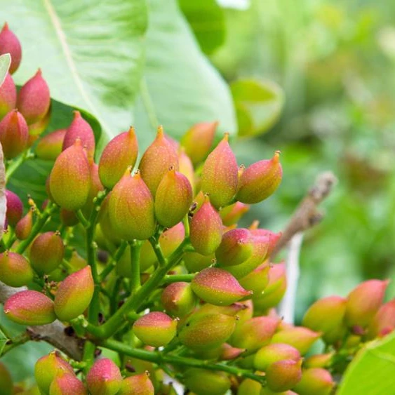 
 Pistacia vera фисташковых орехов саженцев деревьев  