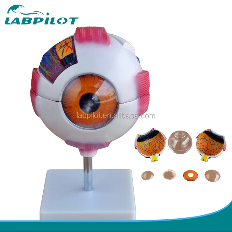 Human Giant Eye Model,Eyeball Anatomical Model