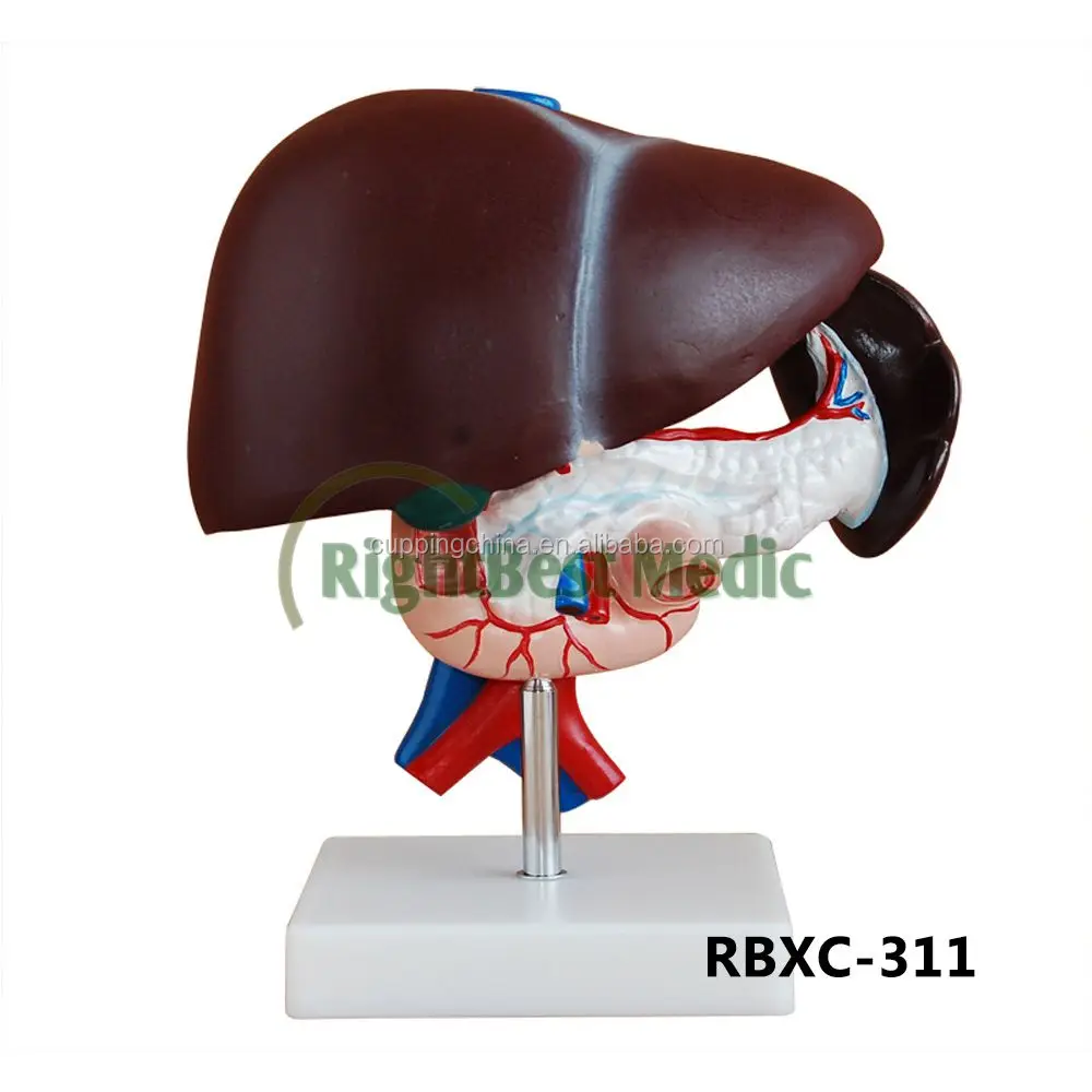 Liver and pancreas and duodenum model, Medical anatomical model of human digestive system