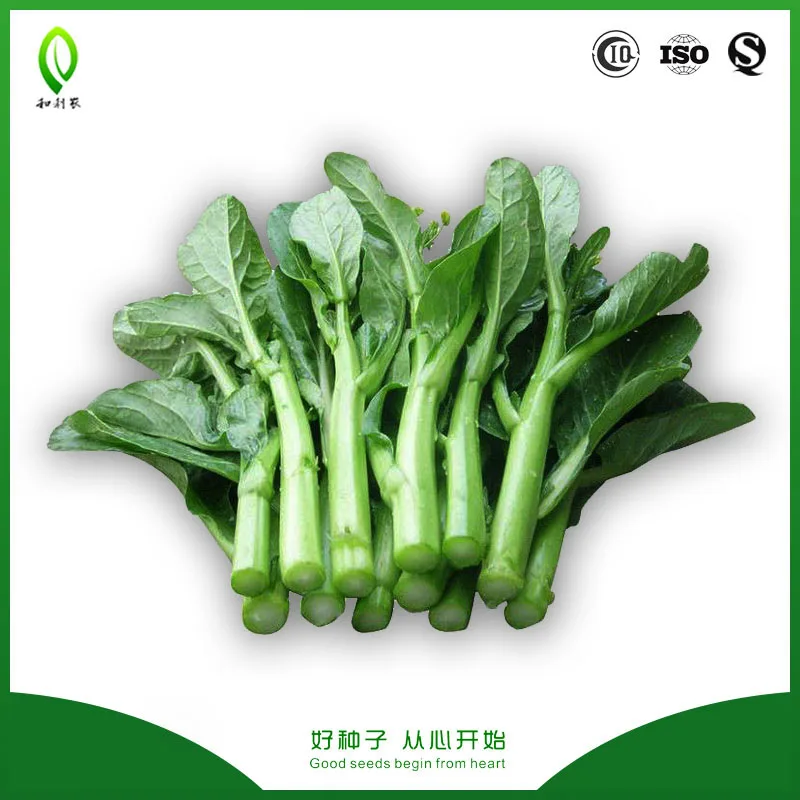 
High yield yellow following cabbage seeds choy sum seeds 