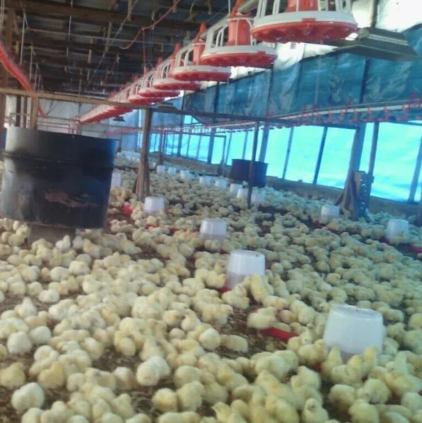 Zimbabwe chicken farm automatic poultry feeder