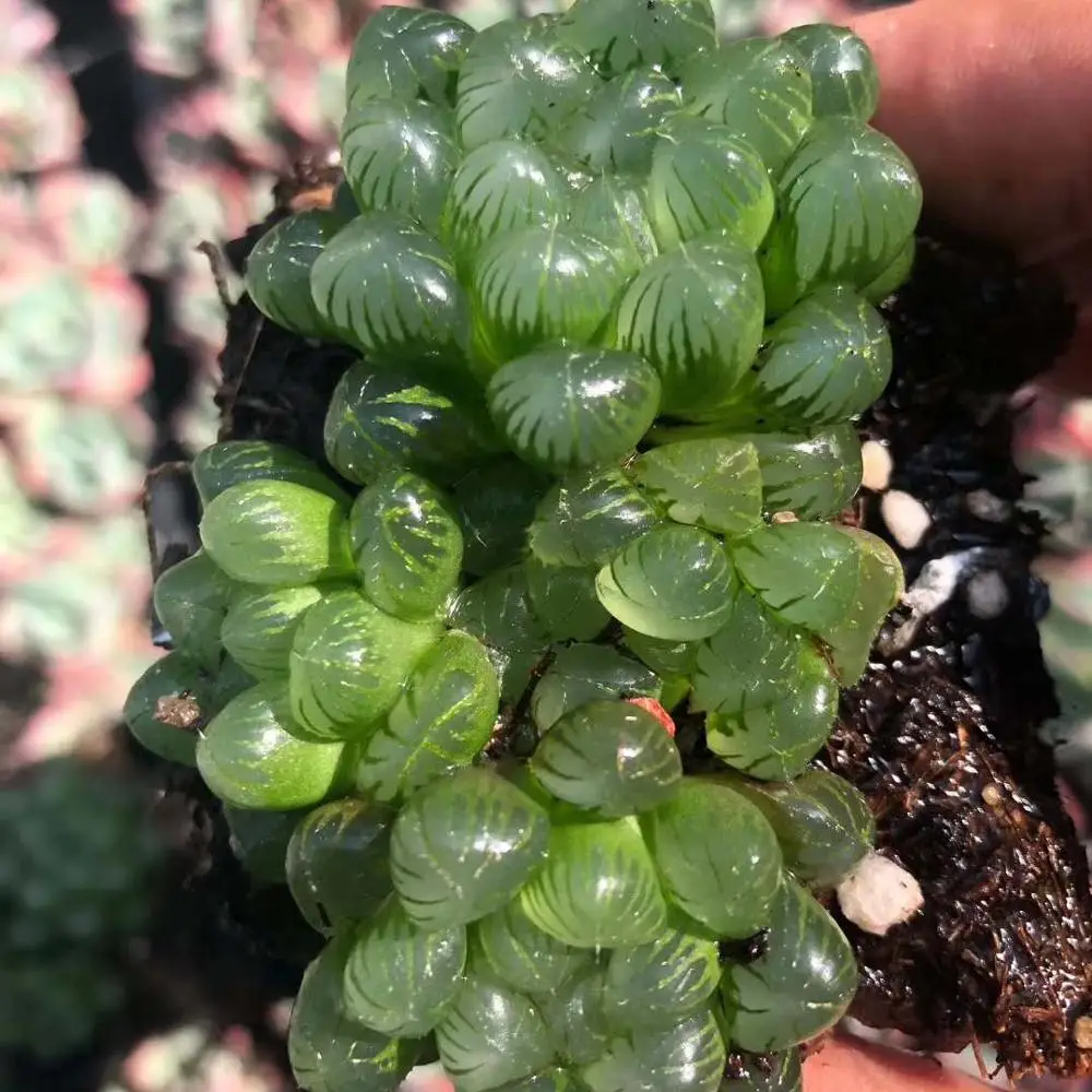
Wholesale Succulent Plants Haworthia obtusa f. truncata with LOW PRICE 