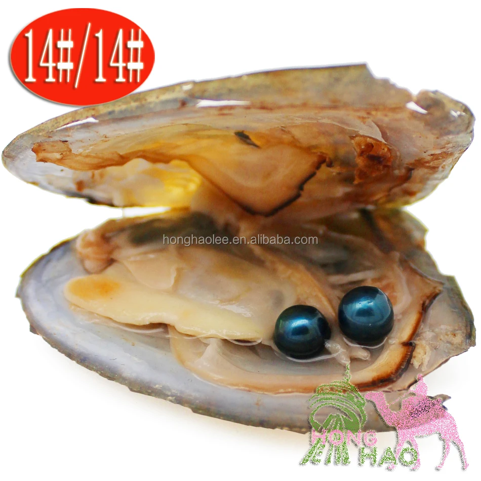 Fancy Gift Akoya High quality cheap love freshwater shell pearl oyster 6-8mm mixed colors pearl oyster with vacuum packaging